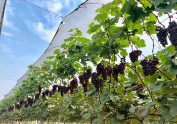 Nông nghiệp Hà Nội: Không thể cứ đi theo mô hình lúa - cá - vịt