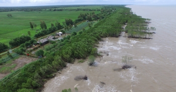 Dự án trồng rừng ven biển FMCR có thể giảm 100 triệu USD vốn đầu tư