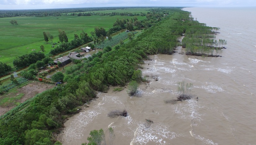 Dự &aacute;n trồng rừng ven biển FMCR c&oacute; thể giảm 100 triệu USD vốn đầu tư