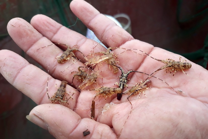 Bộ NN&amp;amp;amp;PTNT đề nghị xử l&yacute; nghi&ecirc;m việc nhập lậu t&ocirc;m h&ugrave;m giống