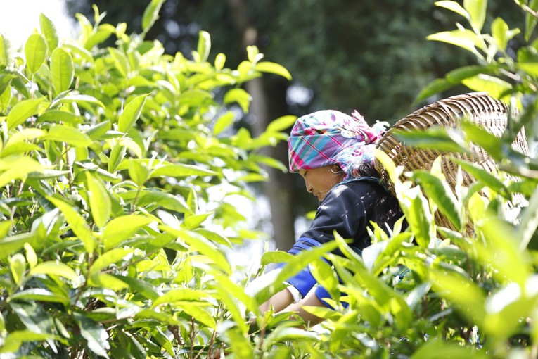 Độc đáo lễ cúng cây chè tổ của người Mông Suối Giàng, Yên Bái