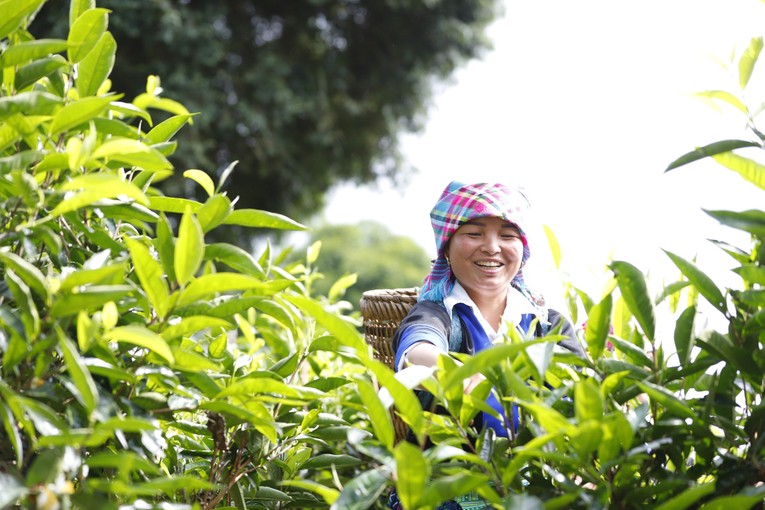 C&aacute;c c&ocirc; g&aacute;i người M&ocirc;ng h&aacute;i ch&egrave;.