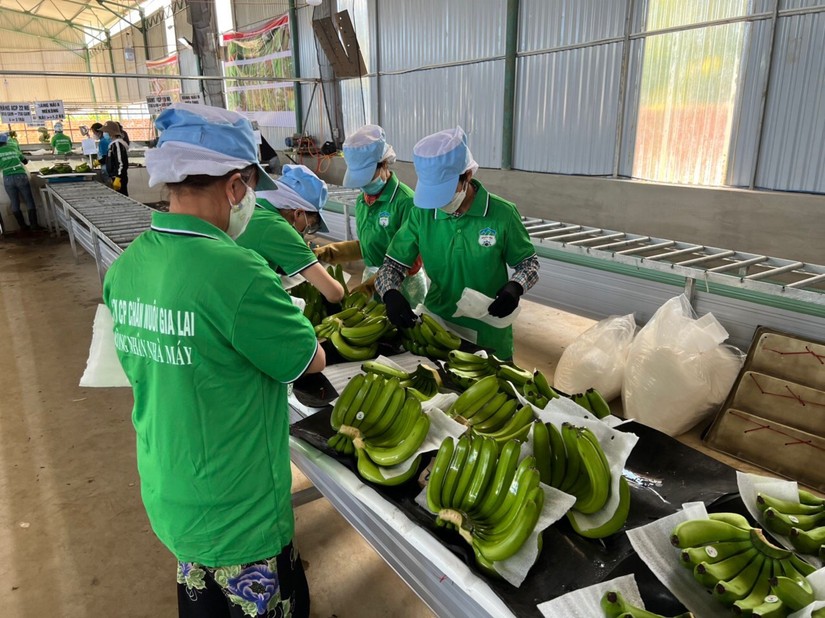 HAGL th&ocirc;ng qua phương &aacute;n ch&agrave;o b&aacute;n 130 triệu cổ phiếu ri&ecirc;ng lẻ