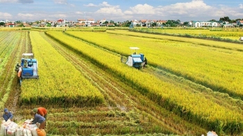 ĐBSCL: Tạo liên kết chuỗi giá trị, hình thành các vùng sản xuất lớn