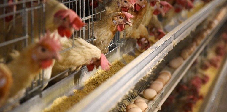 Nu&ocirc;i g&agrave; lấy trứng.