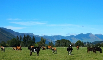 New Zealand cải thiện lợi khuẩn cho bò để giảm phát thải