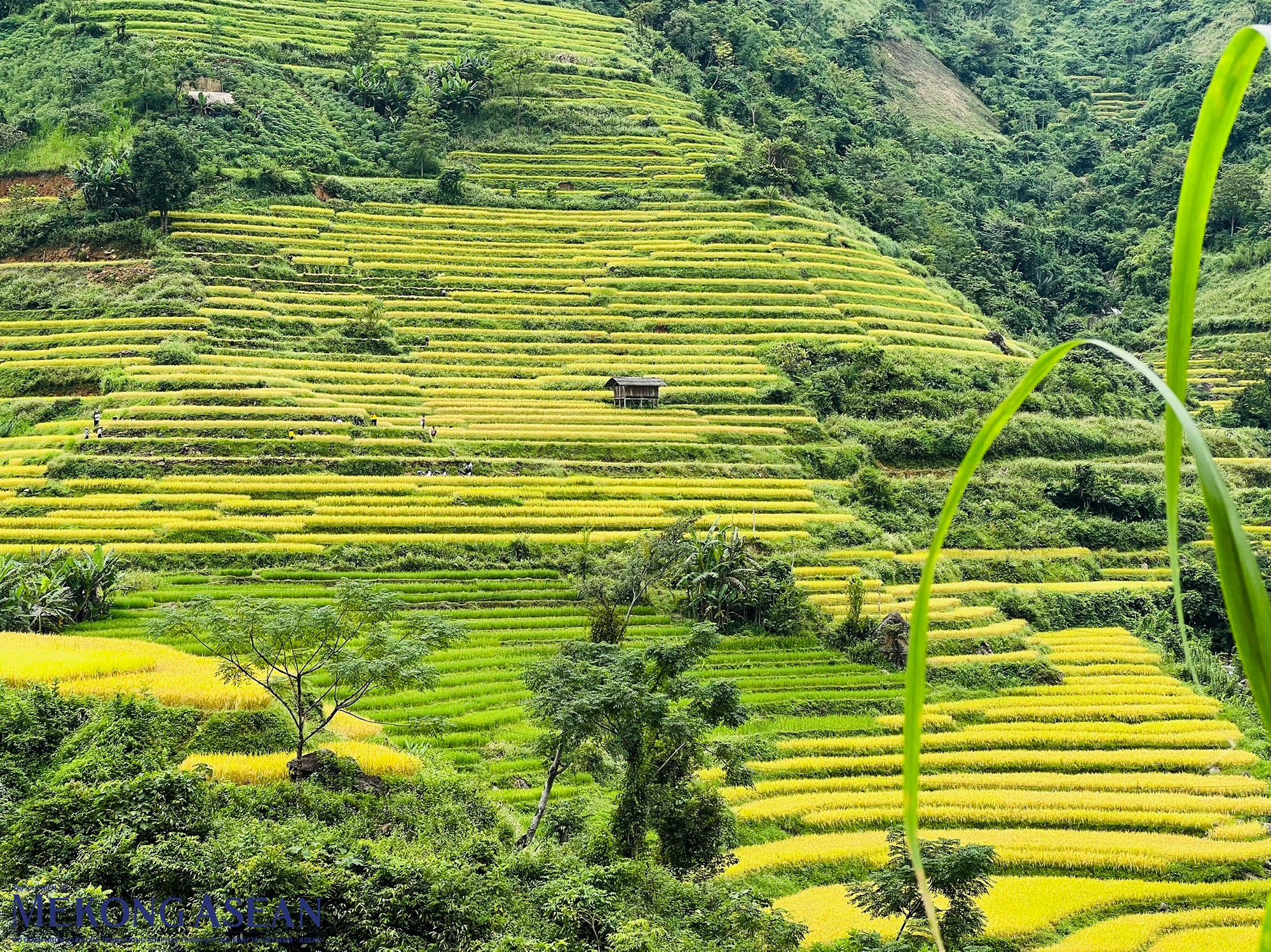 Những c&aacute;nh đồng ruộng bậc thang v&agrave;ng ươm đầy ắp l&uacute;a ch&iacute;n tạo th&agrave;nh đặc trưng của nơi đ&acirc;y.