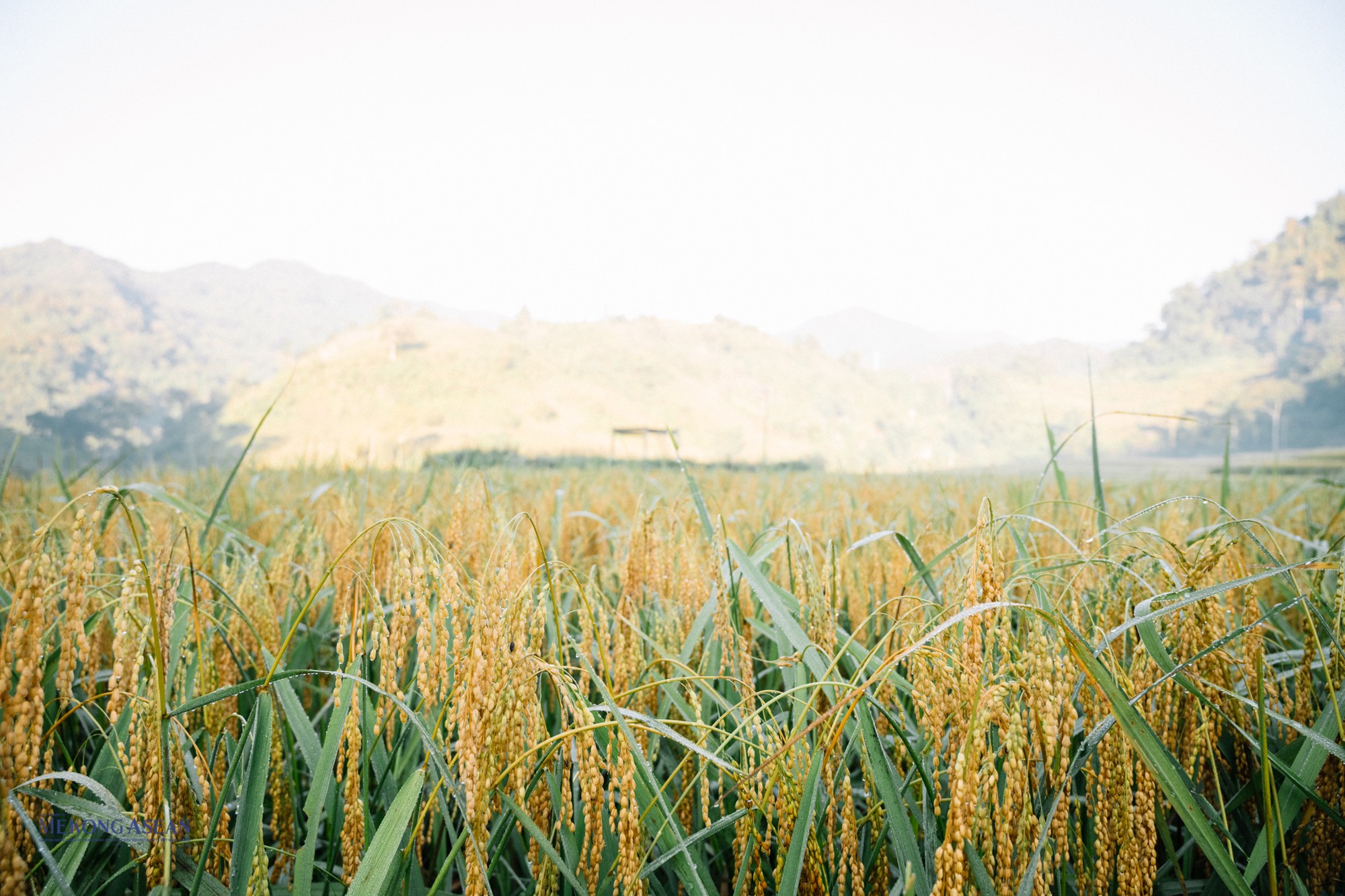 Những b&ocirc;ng l&uacute;a nặng trĩu đợi ng&agrave;y thu hoạch. Ho&agrave;i Khao nổi tiếng với loại gạo nếp nương nức tiếng khắp v&ugrave;ng.