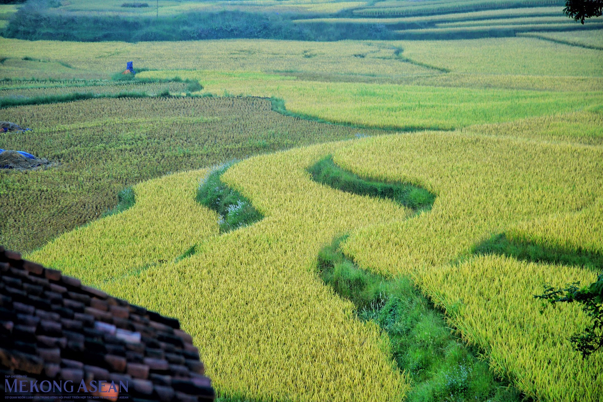 H&igrave;nh ảnh những m&aacute;i ng&oacute;i nằm cạnh đồng l&uacute;a ch&iacute;n v&agrave;ng v&agrave;o buổi s&aacute;ng sớm.
