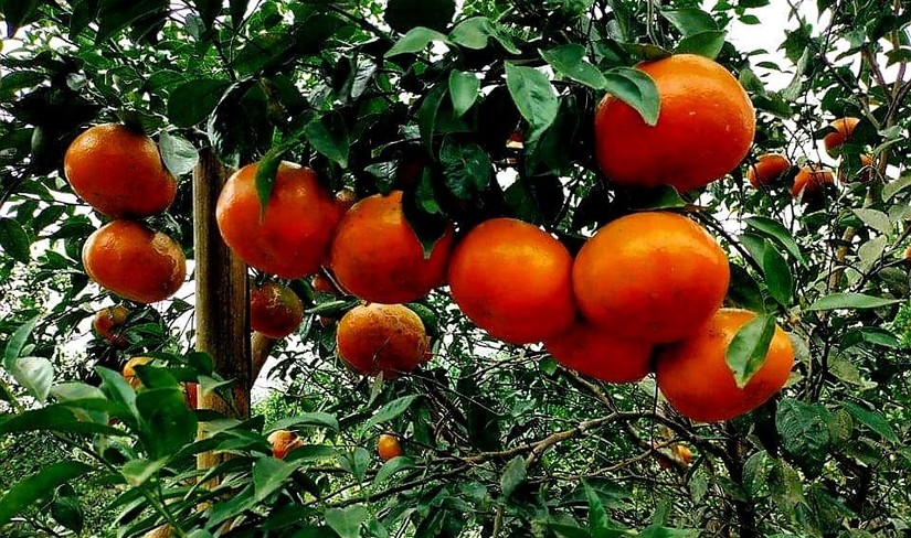 Cam b&ugrave; Hương Sơn - c&acirc;y đặc sản của tỉnh H&agrave; Tĩnh