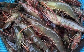 Tôm Việt gặp cạnh tranh lớn từ tôm giá rẻ Ecuador