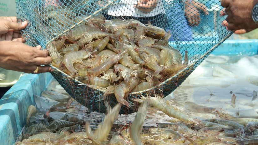 3 mặt h&agrave;ng thủy sản xuất khẩu lớn nhất trong th&aacute;ng 9