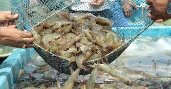 3 mặt hàng thủy sản xuất khẩu lớn nhất trong tháng 9