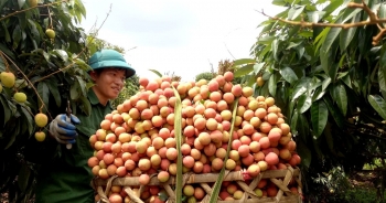 Hải Dương: Giá trị vải thiều Thanh Hà năm 2022 tăng 200 tỷ đồng