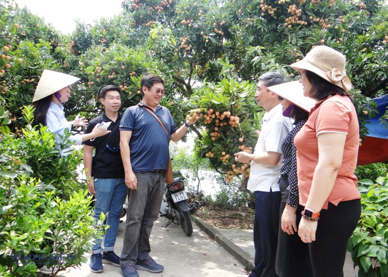 Đại diện doanh nghiệp Singapore đến thăm v&ugrave;ng trồng vải thiều tại x&atilde; Thanh X&aacute;, huyện Thanh H&agrave; ng&agrave;y 22/6/2022. Ảnh: Ph&ugrave;ng Nguyện