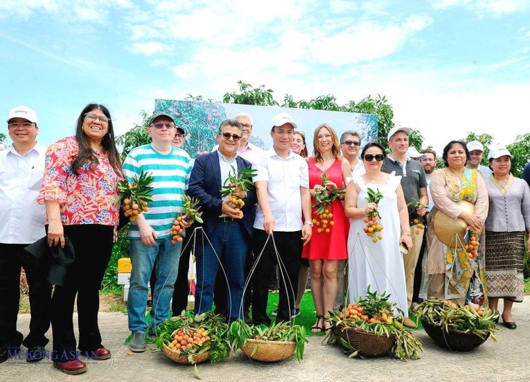 Đại sứ c&aacute;c nước c&ugrave;ng một số tổ chức, doanh nghiệp nước ngo&agrave;i trải nghiệm thu hoạch vải thiều Thanh H&agrave; ng&agrave;y 17/6/2022