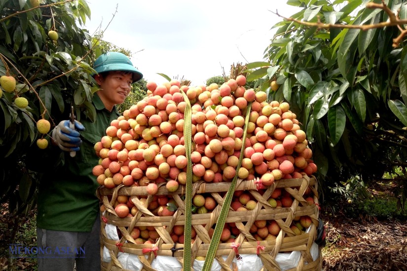 Hải Dương: Gi&aacute; trị vải thiều Thanh H&agrave; năm 2022 tăng 200 tỷ đồng