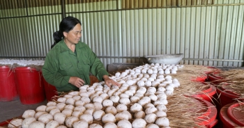 Bắc Kạn xuất khẩu lô rượu men lá đầu tiên sang Nhật Bản