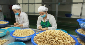 Các thị trường xuất khẩu hạt điều lớn nhất của Việt Nam