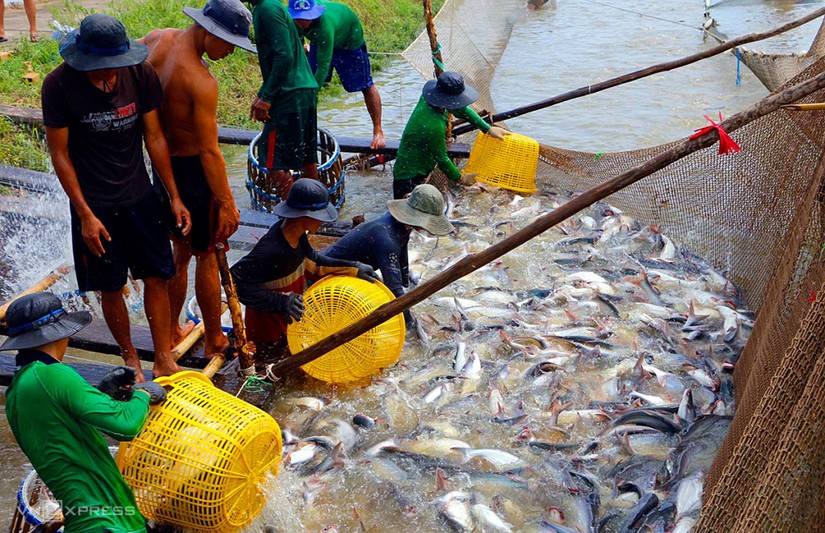 Tồn kho cao, kim ngạch xuất khẩu c&aacute; tra sang Mỹ giảm tới 54%