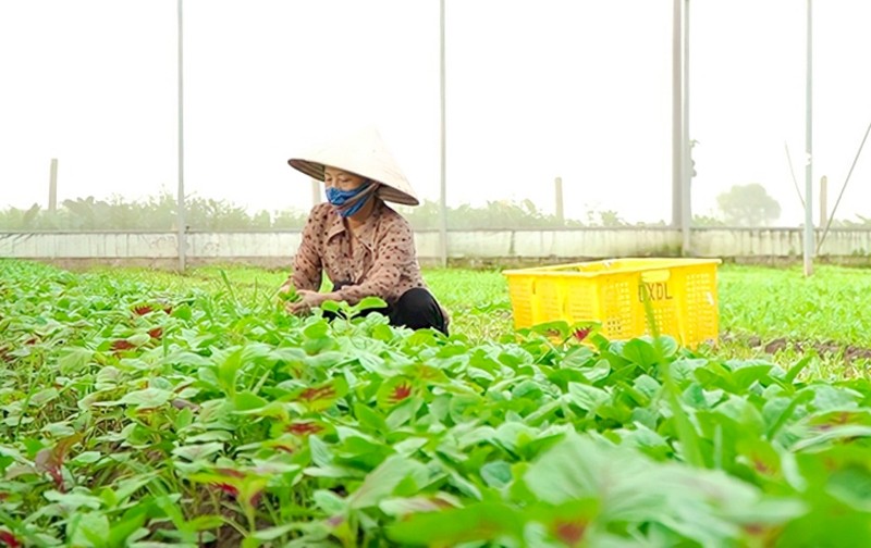 Nghệ An: Khuyến kh&iacute;ch li&ecirc;n kết sản xuất tại v&ugrave;ng đồng b&agrave;o d&acirc;n tộc thiểu số v&agrave; miền n&uacute;i