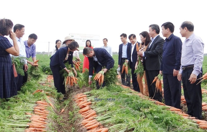 Hải Dương đẩy mạnh kết nối ti&ecirc;u thụ, xuất khẩu c&agrave; rốt v&agrave; n&ocirc;ng sản