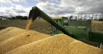 Ngô là mặt hàng nông sản được nhập nhiều nhất nửa đầu tháng 10