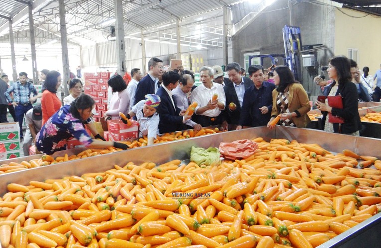 H&agrave;ng năm, diện t&iacute;ch gieo trồng c&agrave; rốt của Hải Dương duy tr&igrave; khoảng 1.400 ha, sản lượng tr&ecirc;n 70.000 tấn.