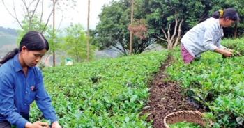 Nông nghiệp Lạng Sơn cần gắn với công nghiệp và công nghiệp chế biến xuất khẩu