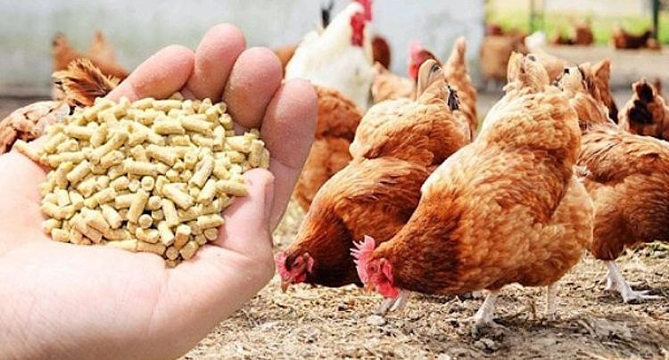 Cải c&aacute;ch thủ tục h&agrave;nh ch&iacute;nh cho c&aacute;c doanh nghiệp nhập khẩu thức ăn chăn nu&ocirc;i