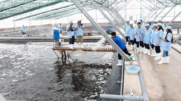 M&ocirc; h&igrave;nh nu&ocirc;i t&ocirc;m si&ecirc;u th&acirc;m canh ứng dụng c&ocirc;ng nghệ cao th&acirc;n thiện với m&ocirc;i trường tại Tập đo&agrave;n Việt-&Uacute;c - Ảnh: Tuấn Kiệt &ndash; TTXVN