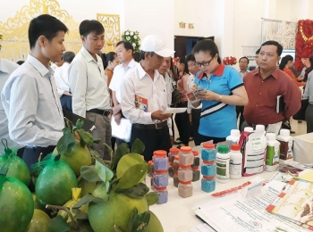 Nghịch lý trong mối liên kết giữa hợp tác xã và doanh nghiệp đầu ra