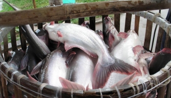 Vĩnh Hoàn là doanh nghiệp Việt xuất khẩu cá tra lớn nhất sang Trung Quốc