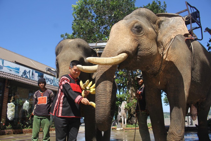 Đắk Lắk thực hiện dự &aacute;n hơn 55 tỷ đồng để chấm dứt du lịch cưỡi voi