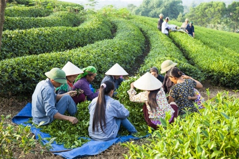 Người lao động tại Ch&egrave; Ph&uacute; Bền bị nợ nhiều th&aacute;ng tiền bảo hiểm.