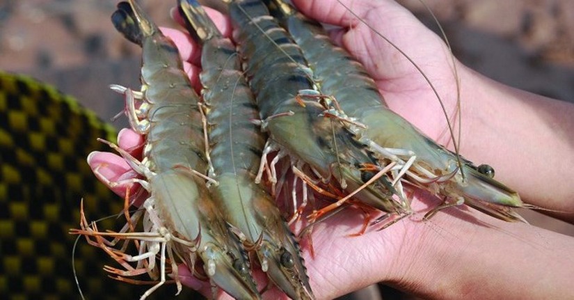 Việt Nam nằm trong top 5 nh&agrave; cung cấp thủy sản lớn nhất của Mỹ