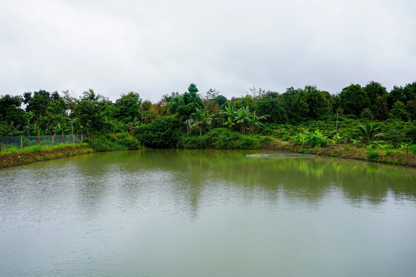 Ao chống chịu biến đổi kh&iacute; hậu được b&agrave;n giao cho hộ &ocirc;ng L&ecirc; Văn Thắng (huyện Kr&ocirc;ng Pắc), l&agrave; một trong 70 ao đ&atilde; ho&agrave;n th&agrave;nh thi c&ocirc;ng tr&ecirc;n địa bản tỉnh Đăk Lăk trong khu&ocirc;n khổ Dự &aacute;n SACCR. Ảnh: UNDP