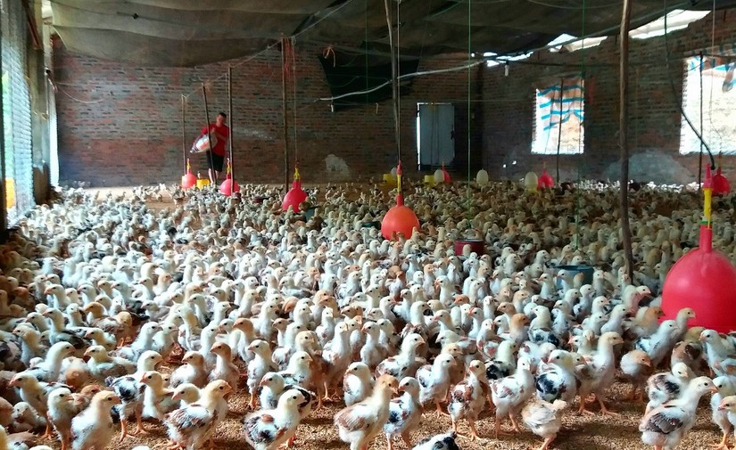 Ảnh minh họa: VGP