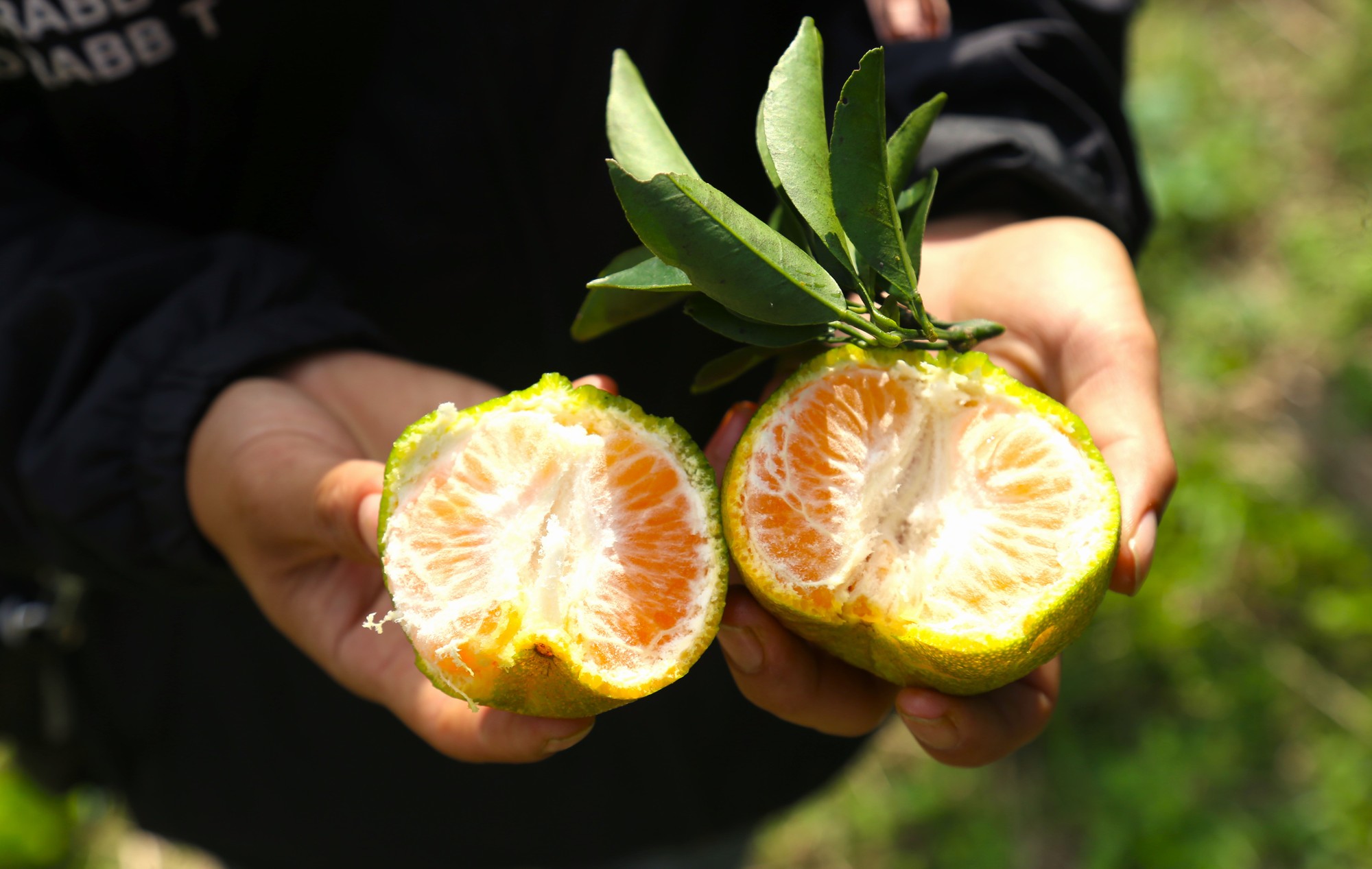 Qu&yacute;t được trồng tr&ecirc;n đất Mường Khương mang vị ngọt thanh, xen lẫn chua nhẹ (Ảnh: Hải Nam)