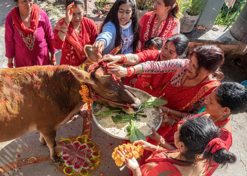 Người d&acirc;n b&agrave;y tỏ sự biết ơn tới b&ograve; trong dịp lễ Tihar tại Kathmandu, Nepal. Ảnh: AAP/EPA