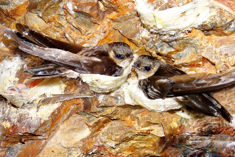 Ảnh minh họa: VGP