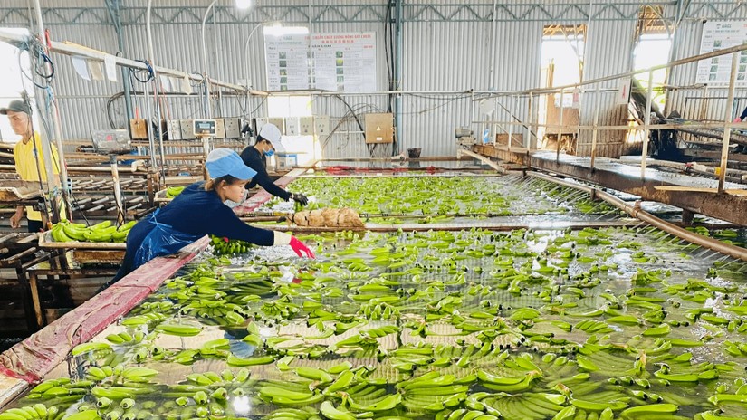 Ho&agrave;ng Anh Gia Lai trả gốc tr&aacute;i phiếu từ nguồn thu nợ HAGL Agrico