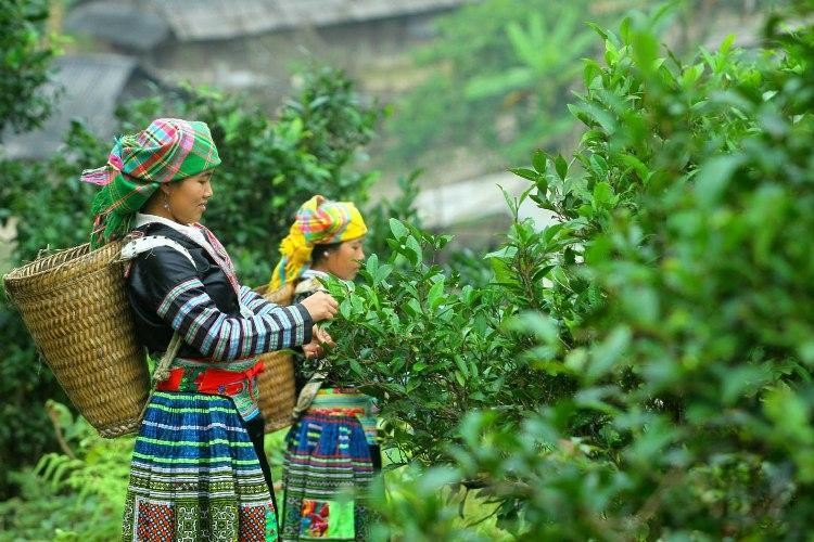 Quy tr&igrave;nh sạch tạo n&ecirc;n thương hiệu ch&egrave; shan &amp;amp;amp;quot;Ph&igrave;nh Hồ&amp;amp;amp;quot;