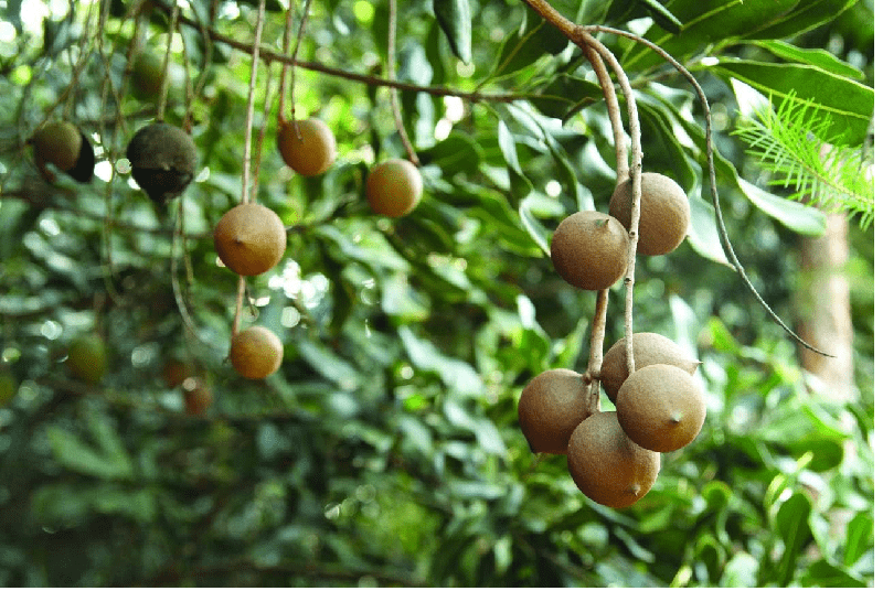 Cơ hội vươn m&igrave;nh từ mắc ca của tỉnh Điện Bi&ecirc;n