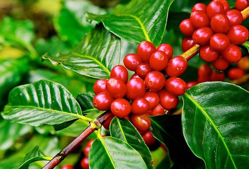 C&agrave; ph&ecirc; Robusta của Việt Nam lập kỷ lục thế giới về xuất khẩu