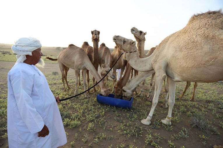 Alheda&rsquo;a l&agrave; c&aacute;ch người nu&ocirc;i giao tiếp với lạc đ&agrave; của m&igrave;nh tại Saudi Arabia, Oman v&agrave; UAE. Ảnh: Abdul Hamid