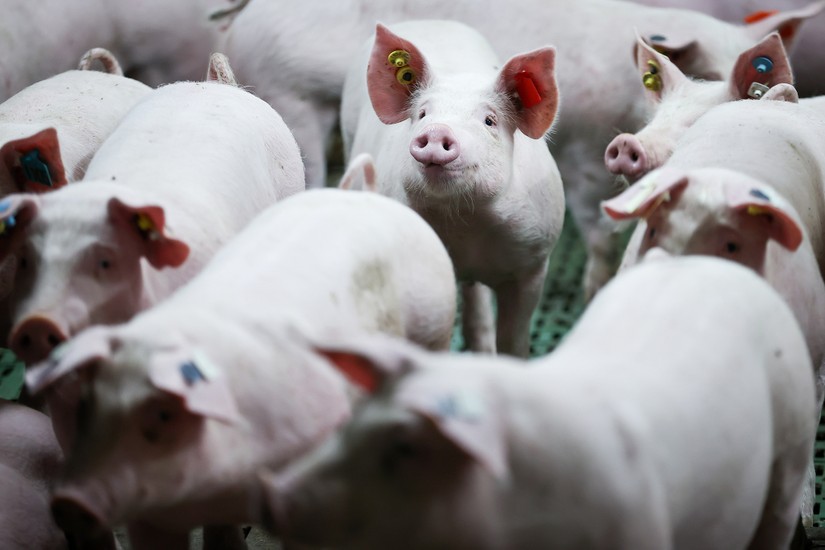 Số đ&agrave;n lợn ở Đức đ&atilde; giảm xuống mức thấp kỷ lục. Ảnh: Getty Images
