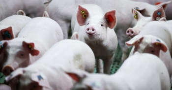 Ngành chăn nuôi lợn của Đức sụt giảm kỷ lục do khủng hoảng năng lượng