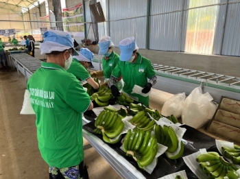 HAGL lãi nghìn tỷ đồng ba năm liên tiếp nhưng vẫn 'lỡ hẹn' xoá lỗ luỹ kế