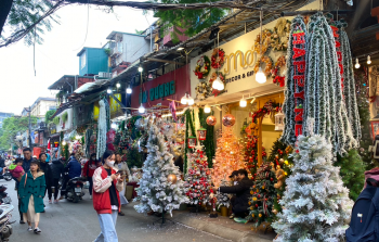 Thị trường mùa Giáng sinh: Thông tươi nhập khẩu hàng triệu đồng đắt khách